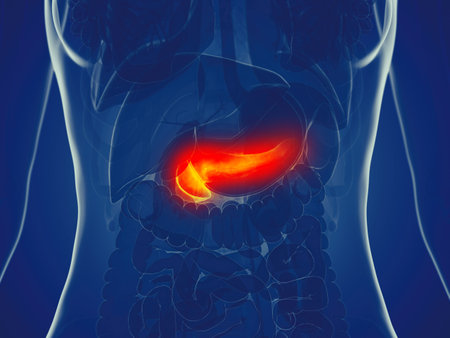 3d rendered medically accurate illustration of a womans pancreasの写真素材