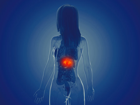 3d rendered medically accurate illustration of a womans adrenal glandsの写真素材