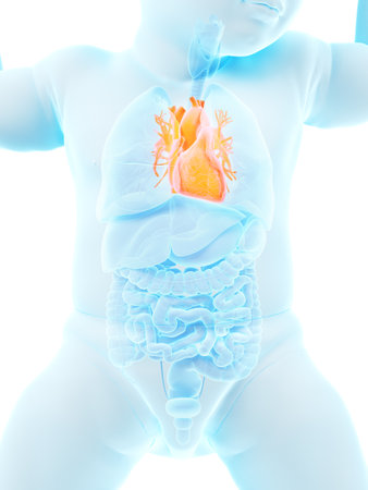 3d rendered medically accurate illustration of a babys heartの写真素材
