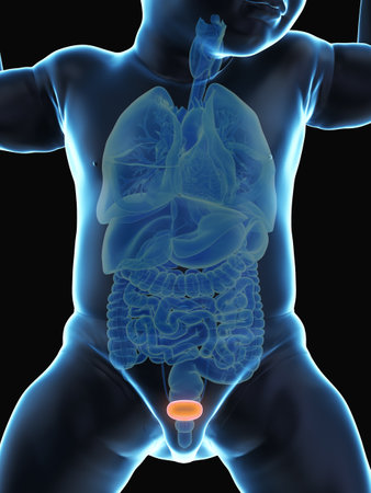 3d rendered medically accurate illustration of a babys bladderの写真素材