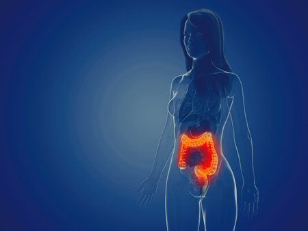 3d rendered medically accurate illustration of a womans large intestineの写真素材