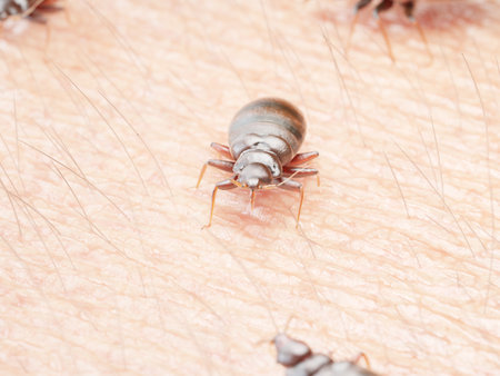3d rendered illustration of a bedbug