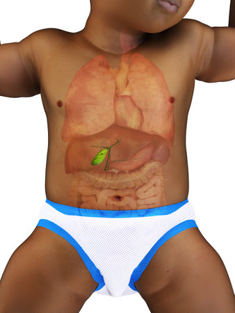 3d rendered medically accurate illustration of a babys gallbladderの写真素材