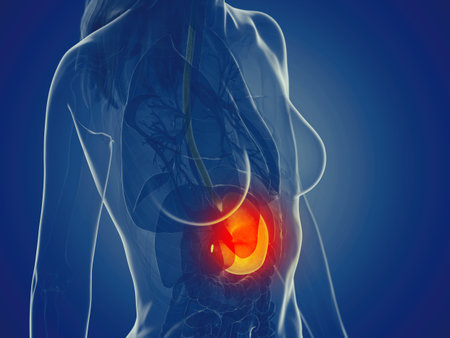 3d rendered medically accurate illustration of a womans stomachの写真素材