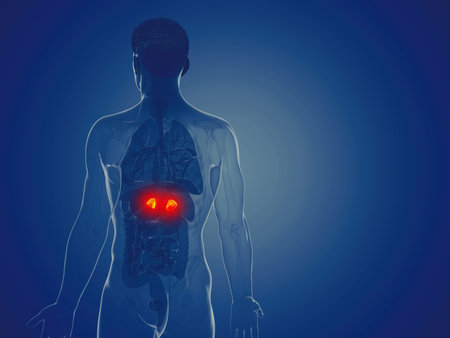3d rendered medically accurate illustration of a mans adrenal glands