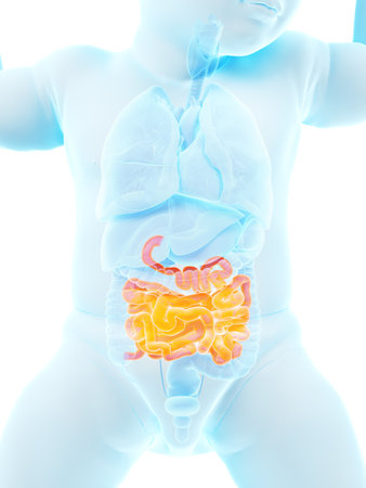 3d rendered medically accurate illustration of a babys small intestineの写真素材