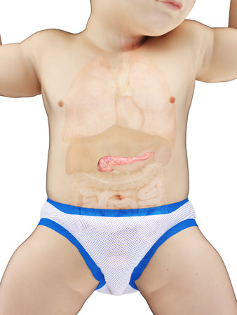 3d rendered medically accurate illustration of a babys pancreasの写真素材
