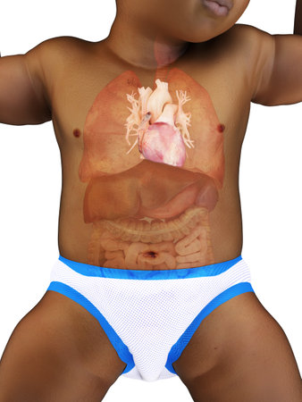 3d rendered medically accurate illustration of a babys heartの写真素材