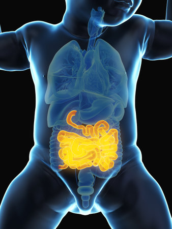 3d rendered medically accurate illustration of a babys small intestine
