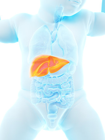3d rendered medically accurate illustration of a babys liverの写真素材