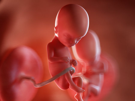3d rendered medically accurate illustration of twin fetuses - week 15の写真素材