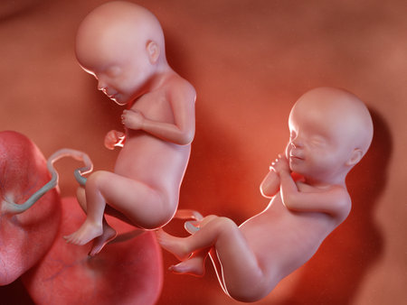 3d rendered medically accurate illustration of twin fetuses - week 29の写真素材