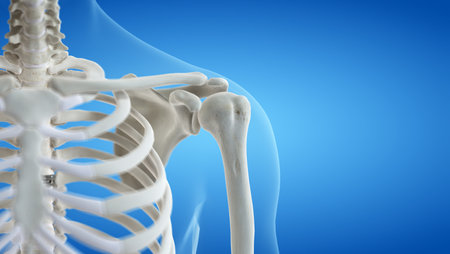 3d rendered medically accurate illustration of the shoulder jointの写真素材