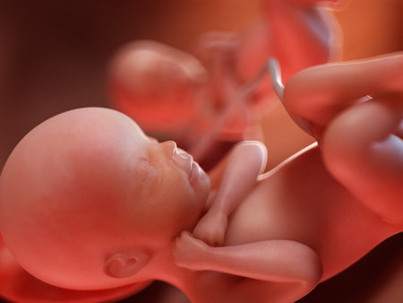 3d rendered medically accurate illustration of twins - week 23の写真素材