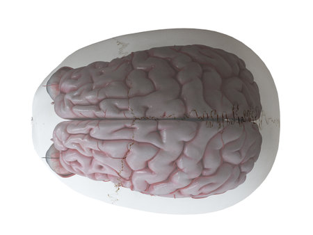 3d rendered medically accurate illustration of the human eyes and brain