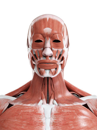 3d rendered medically accurate illustration of the head and neck musclesの写真素材