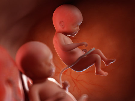3d rendered medically accurate illustration of twin fetuses - week 22の写真素材