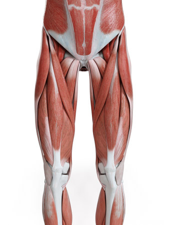 3d rendered medically accurate illustration of the leg musclesの写真素材