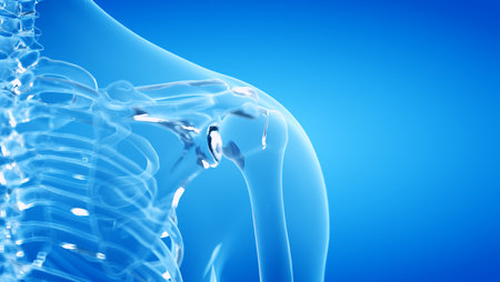 3d rendered illustration of the human, skeletal shoulderの写真素材