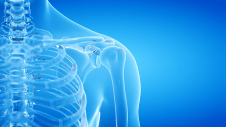 3d rendered illustration of the human, skeletal shoulderの写真素材