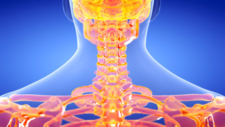 3d rendered illustration of the human, skeletal cervical spine