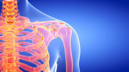 3d rendered illustration of the human, skeletal shoulderの写真素材