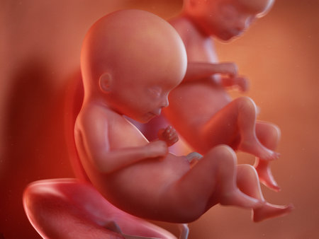 3d rendered illustration of twin fetuses - week 16の写真素材