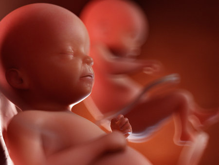 3d rendered illustration of twin fetuses - week 22の写真素材