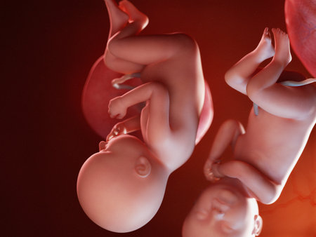 3d rendered illustration of twin fetuses - week 39の写真素材