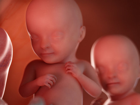 3d rendered illustration of twin fetuses - week 32の写真素材