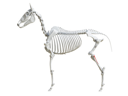 3d rendered medically accurate illustration of the equine skeleton - fibulaの写真素材