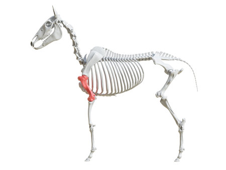 3d rendered medically accurate illustration of the equine skeleton - humerusの写真素材