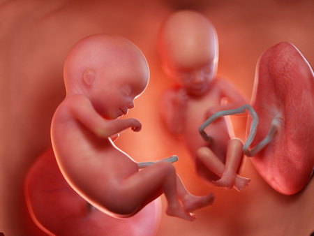 3d rendered medically accurate illustration of twin fetuses - week 18の写真素材