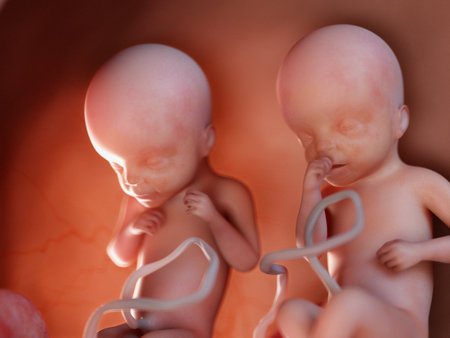 3d rendered medically accurate illustration of twin fetuses - week 25の写真素材