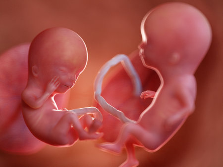 3d rendered medically accurate illustration of twin fetuses - week 12の写真素材