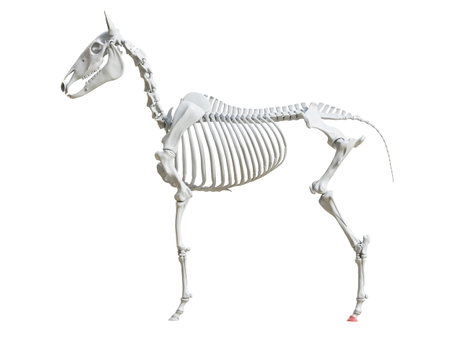 3d rendered medically accurate illustration of the equine skeleton - third phalangeの写真素材