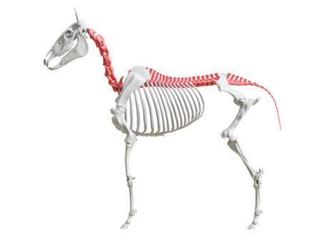 3d rendered medically accurate illustration of the equine skeleton - spineの写真素材