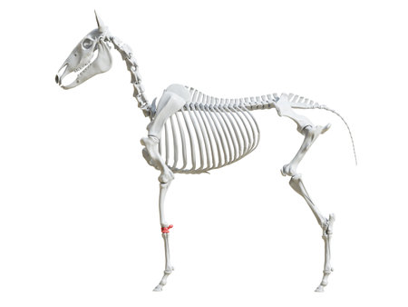 3d rendered medically accurate illustration of the equine skeleton - carpusの写真素材