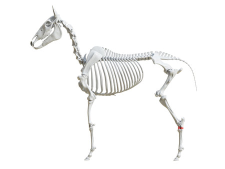 3d rendered medically accurate illustration of the equine skeleton - tarsal bonesの写真素材