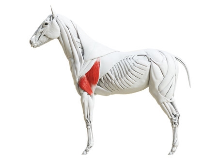 3d rendered medically accurate illustration of the equine muscle anatomy - triceps brachiiの写真素材