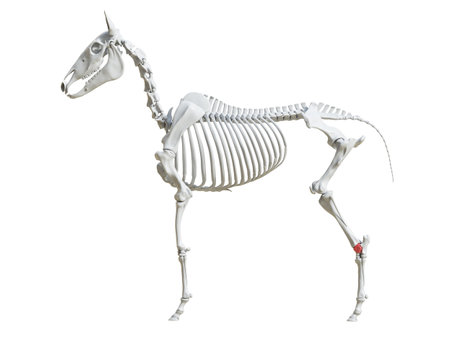 3d rendered medically accurate illustration of the equine skeleton - talusの写真素材