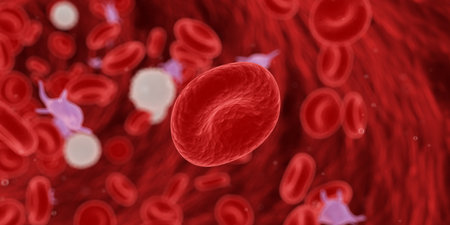 3d rendered medically accurate illustration of blood cells in a human arteryの写真素材