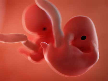 3d rendered medically accurate illustration of twin fetuses - week 8