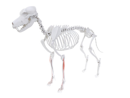 3d rendered illustration of the dog muscle anatomy - extensor digitorum communisの写真素材
