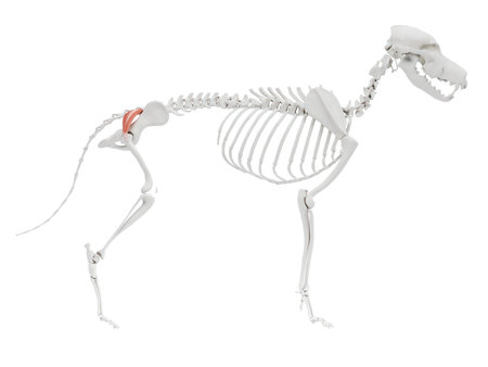 3d rendered illustration of the dog muscle anatomy - gluteus superficialisの写真素材