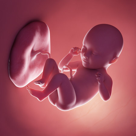 3d rendered medically accurate illustration of a human fetus - week 35の写真素材