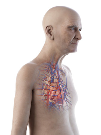 3d rendered medically accurate illustration of an old mans heart