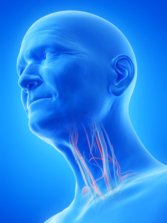 3d rendered medically accurate illustration of an old mans blood vessels of the throatの写真素材