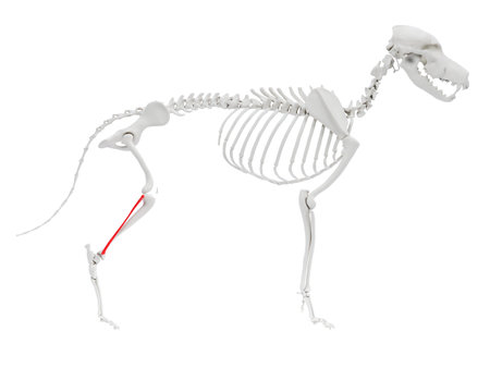 3d rendered anatomy illustration of the dog skeletal anatomy - fibulaの写真素材