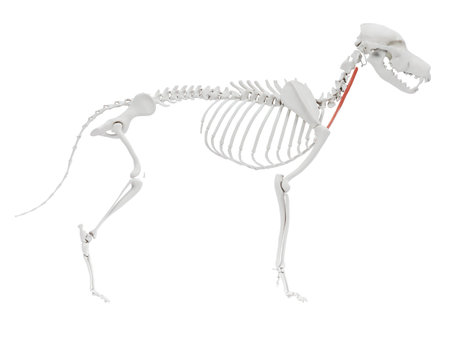 3d rendered illustration of the dog muscle anatomy - sternothyroideusの写真素材